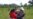 Crimen en granja de Guatemala
