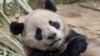 聖地亞哥動物園2024年4月25日公佈的照片顯示在中國四川省的大熊貓雲川。