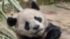 Panda raksasa Yun Chuan di Provinsi Sichuan, China, 25 April 2024. Dua panda raksasa akan segera dikirim dari China ke Kebun Binatang San Diego di Amerika Serikat sebagai bagian kerja sama konservasi. (Foto: Ken Bohn/San Diego Zoo via AP)