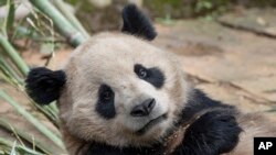 Panda raksasa Yun Chuan di Provinsi Sichuan, China, 25 April 2024. Dua panda raksasa akan segera dikirim dari China ke Kebun Binatang San Diego di Amerika Serikat sebagai bagian kerja sama konservasi. (Foto: Ken Bohn/San Diego Zoo via AP)