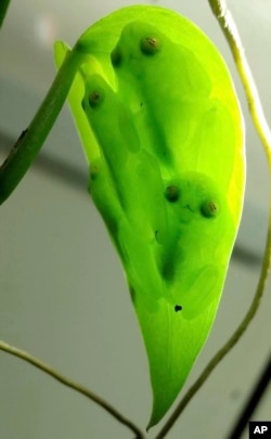 Glass Frogs Transparency