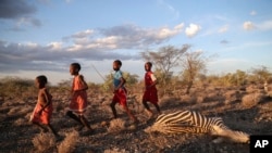 FILE — Maasai children run past a zebra that local residents said died due to drought, as they graze their cattle at Ilangeruani village, near Lake Magadi, in Kenya, on Nov. 9, 2022. 