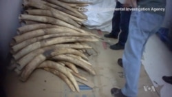 Conservationists Demand Tougher Enforcement Against Ivory Gangs