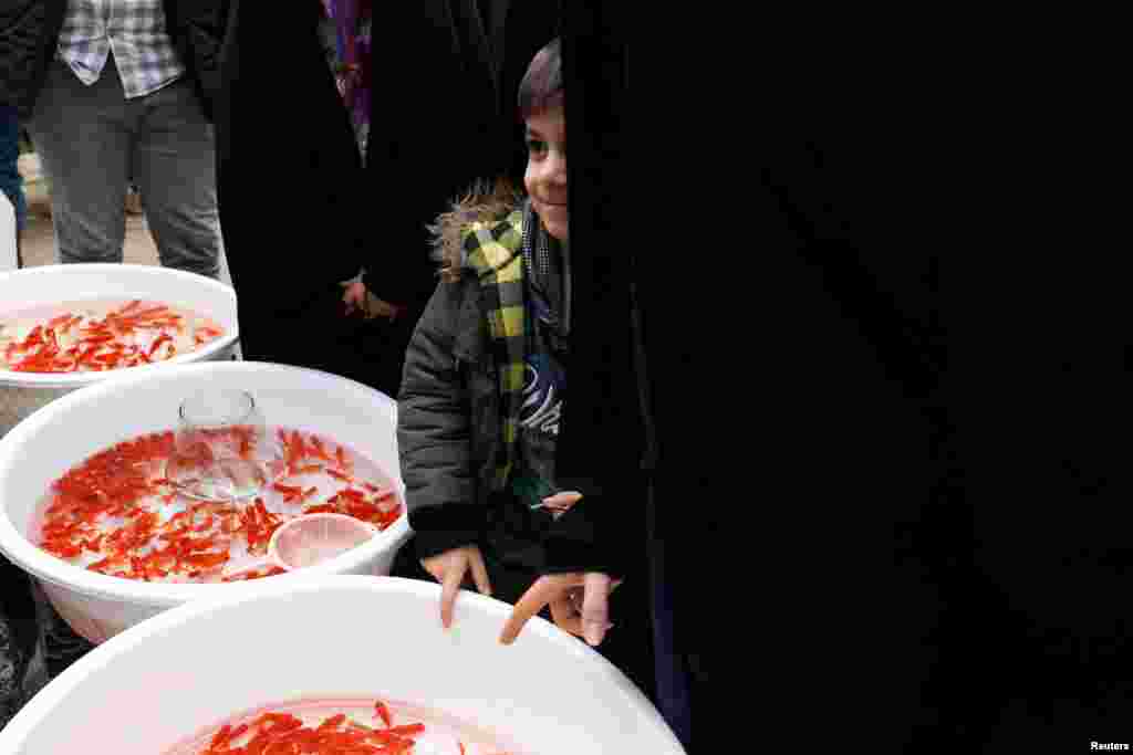 فروش ماهی سرخ به مناسبت نوروز در بازاری در تهران
