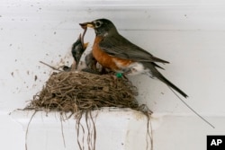 FILE - A mama bird feeds a worm to her hungry nestlings on a front porch in the U.S. state of Maryland, May 9, 2021. (AP Photo/Carolyn Kaster)