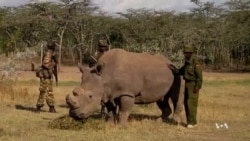 Scientists Test Different Ways for Saving Rhinos