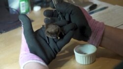 আহত বাদুড়ের চিকিৎসায় নিয়োজিত একটি কেন্দ্র