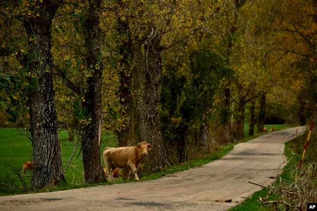 A caw crosses a countryside road on an autumn day in Riano, northern Spain, Saturday, Oct. 29, 2022. (AP Photo/Alvaro Barrientos).