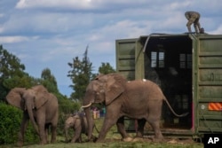 Petugas jagawana dan tim penangkap satwa liar Kenya melepaskan lima gajah di Taman Nasional Aberdare, yang terletak di Kenya bagian tengah, Senin, 14 Oktober 2024. (Brian Inganga/aP)