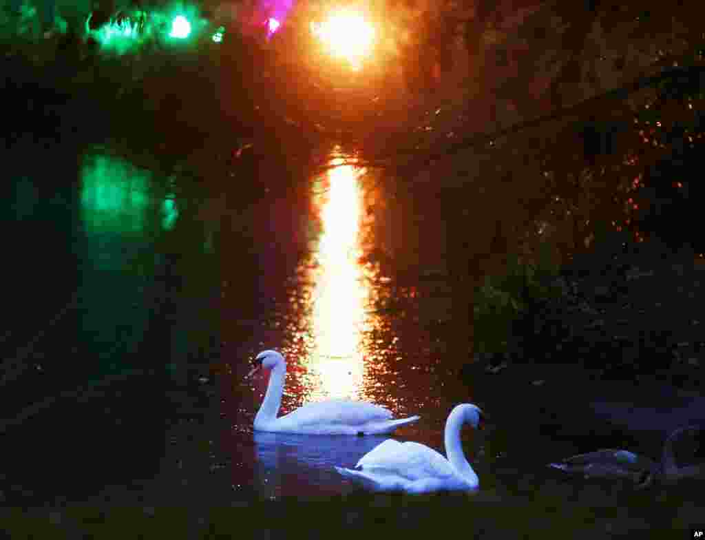 Two swans swim in a small lake in the Palmengarten park (palm garden park) during the &quot;Winter Lights&quot; exhibition in Frankfurt, Germany.