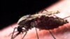 Antibiotics Might Protect Against Malaria