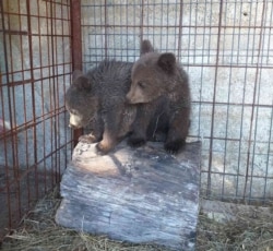 Mladunci uginule ženke smeđeg medvjeda su smješteni u zoo vrt Bingo u Tuzli u skladu s rješenjima nadležnih institucija.