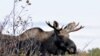 Moose on the Loose in New York
