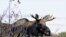 Moose sightings, like this one in Tupper Lake, New York, have become more common in recent years.