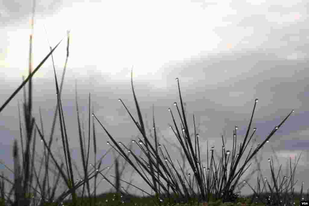 Ночью в полупустыне не холодно, а на рассвете скудная травяная растительность покрывается капельками россы