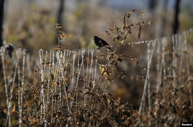 FILE - Pea plants are damaged by drought, due to the El Nino weather phenomenon in Madrid municipality near Bogota, Colombia, January 17, 2016. (REUTERS/John Vizcaino/File Photo)