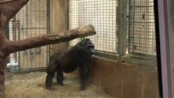 Gorila dará a luz en Zoológico de Washington, D.C.
