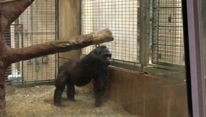 Gorila dará a luz en Zoológico de Washington, D.C.