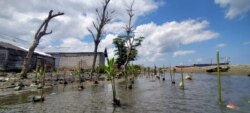 Bibit Bakau yang usai ditanam di belakang rumah warga di tepi pantai desa Lompio. Penurunan permukaan tanah pasca gempa bumi 2018, menyebabkan desa Lompio mengalami dua kali banjir rob setiap bulan sejak Oktober 2018. (Foto: David Lamanyuki/Penabulu Palu)