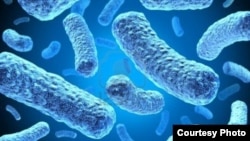 Multi-drug-resistant tuberculosis bacteria. (Credit: U.S. Centers for Disease Control and Prevention)