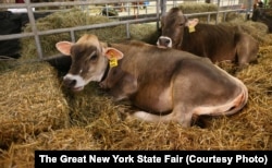 Cows at the New York State Fair. One is named Pepsi and the other is named Skittles.