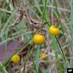 The yellow fruit of the horse nettle looks like small tomatoes, but is highly poisonous. Even animals stay away from this plant.