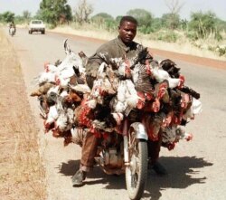 Seorang penjual ayam sepeda, membawa barang dagangannya menuju ibu kota Ouagadougou, 10 November 1998. (Foto: ISSOUF SANOGO / AFP)