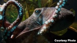 Inky the octopus is seen prior to his escape in this photo from the National Aquarium of New Zealand.