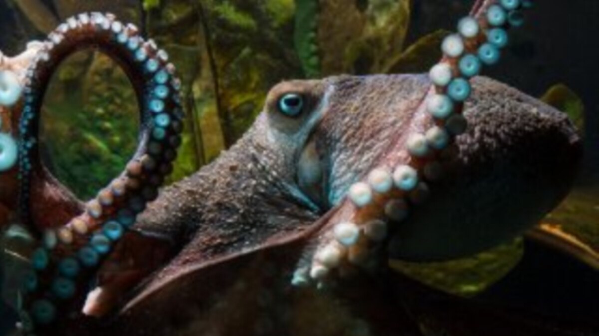 Inky the Octopus 'Escape Artist' and Celebrity