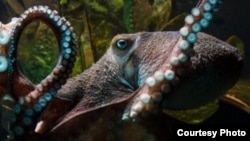 Inky the octopus is seen prior to his escape in this photo from the National Aquarium of New Zealand.