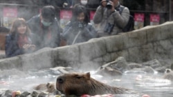 Visitors take photos of capybaras sitting inside a hot tub at Izu Shaboten Zoo in Ito, Japan February 1, 2020. Picture taken February 1, 2020.