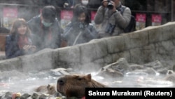Visitors take photos of capybaras sitting inside a hot tub at Izu Shaboten Zoo in Ito, Japan February 1, 2020. Picture taken February 1, 2020.