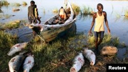 FILE - Turkana men unload freshly caught Nile perches from a boat at a fishing camp on the western shore of Lake Turkana, close to Todonyang, near the Kenya-Ethiopia border in northern Kenya, Sept. 24, 2014. 