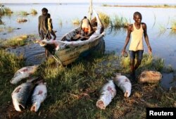 FILE - Turkana men unload freshly caught Nile perches from a boat at a fishing camp on the western shore of Lake Turkana, close to Todonyang, near the Kenya-Ethiopia border in northern Kenya, Sept. 24, 2014.