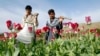 UN: Afghanistan is Top Opium Producer, User