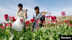 Farmers walk at a poppy field in Jalalabad province, April 7, 2013. 