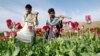 LHQ: Afghanistan thu hoạch thuốc phiện cao kỷ lục 