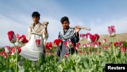 FILE - Afghan farmers walk in a poppy field in Jalalabad province, Afghanistan, April 7, 2013. 