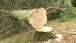 SHORT VIDEO: Մրցույթը հաղթած եղևնին