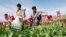 Farmers walk at a poppy field in Jalalabad province, April 7, 2013. 
