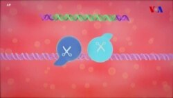 Gen korreksiyası - Şəkər xəstəliyinin müalicəsinin yolları araşdırılır