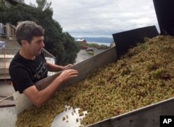 Atwater Estate Vineyards winemaker Vinny Alperti inspects freshly picked grapes that will be used to make orange, or skin-fermented wine in Burdett, New York, Sept. 28, 2017.