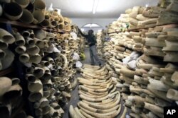 FILE - A Zimbabwe National Parks official inspects the stock during a tour of the country's ivory stockpile at the Zimbabwe National Parks headquarters in Harare, June 2, 2016. International and domestic ivory trades were continuing to drive poaching of elephants across the continent.