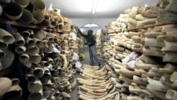Peças de marfim moçambicanas encontradas no Camboja