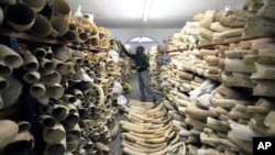 FILE - A Zimbabwe National Parks official inspects the country's ivory stockpile at parks headquarters in Harare, June 2, 2016. Ugandan authorities on Jan. 31, 2019, announced the confiscation of about 750 pieces of ivory plus pangolin scales brought in from South Sudan. 