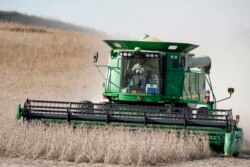 A combine harvests soybeans in rural Blair, Nebraska, Oct. 17, 2019.