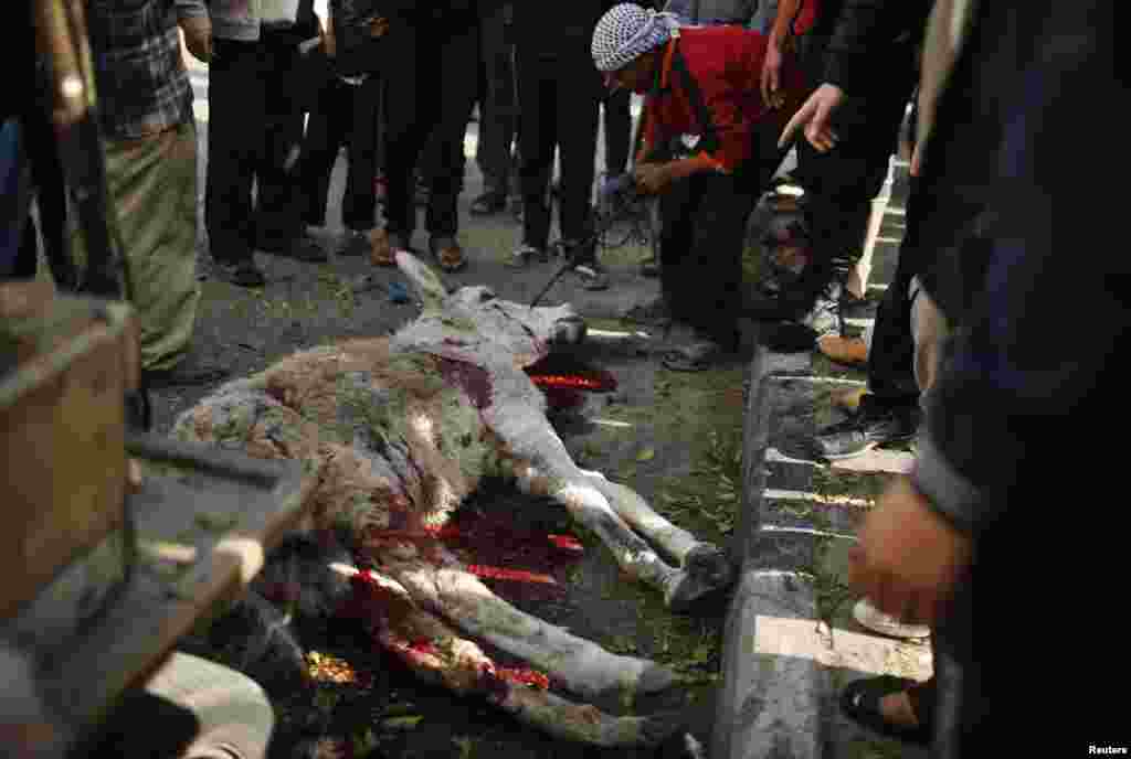 Palestinians gather around a donkey, which witnesses said was killed in an Israeli airstrike, northern Gaza Strip, Jan. 19, 2014. 