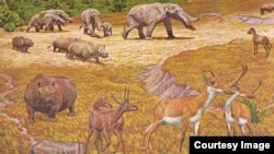 Some of the mammals that roamed North America 2-8 million years ago