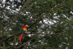 Una guacamaya roja descansa sobre un árbol después de ser liberada en un bosque en Paquera, al noroeste de San José, Costa Rica. [Foto:Archivo]