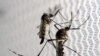 Investigan infección de Zika sin contacto sexual o por mosquito